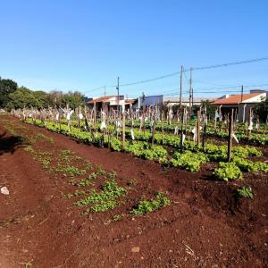 Imagem da notícia HORTA DO CILA BAUAB E ITAMARATI RECEBEM MELHORIAS