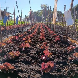 Imagem da notícia HORTA DO CILA BAUAB E ITAMARATI RECEBEM MELHORIAS