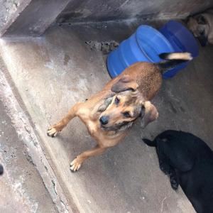 Imagem da notícia Secretaria de Proteção e Direito dos Animais promove campanha de adoção de cães e gatos