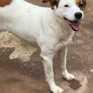 Imagem da notícia Secretaria de Proteção e Direito dos Animais promove campanha de adoção de cães e gatos