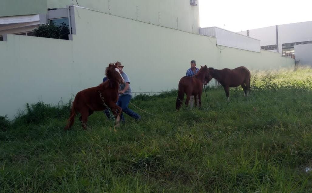 SECRETARIA RESGATA 3 ANIMAIS EM AVENIDA