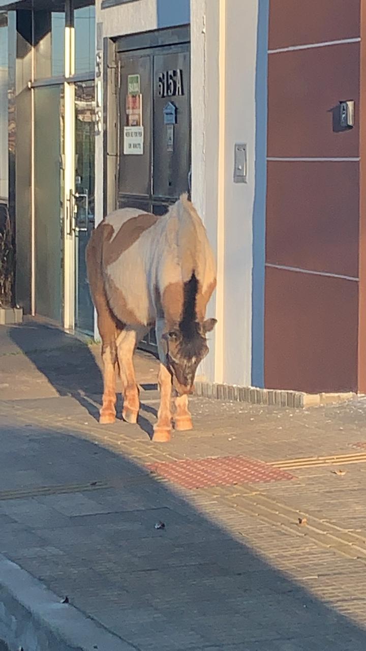 SECRETARIA RESGATA PÔNEI VAGANDO PELAS RUAS