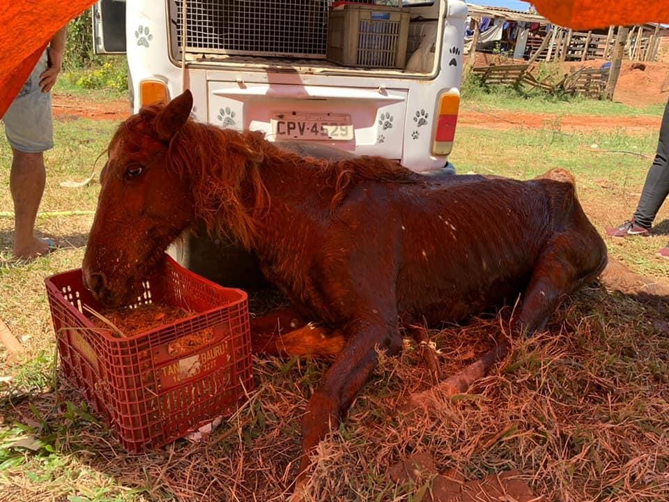 DOIS ANIMAIS SÃO RESGATADOS NO FIM DE SEMANA
