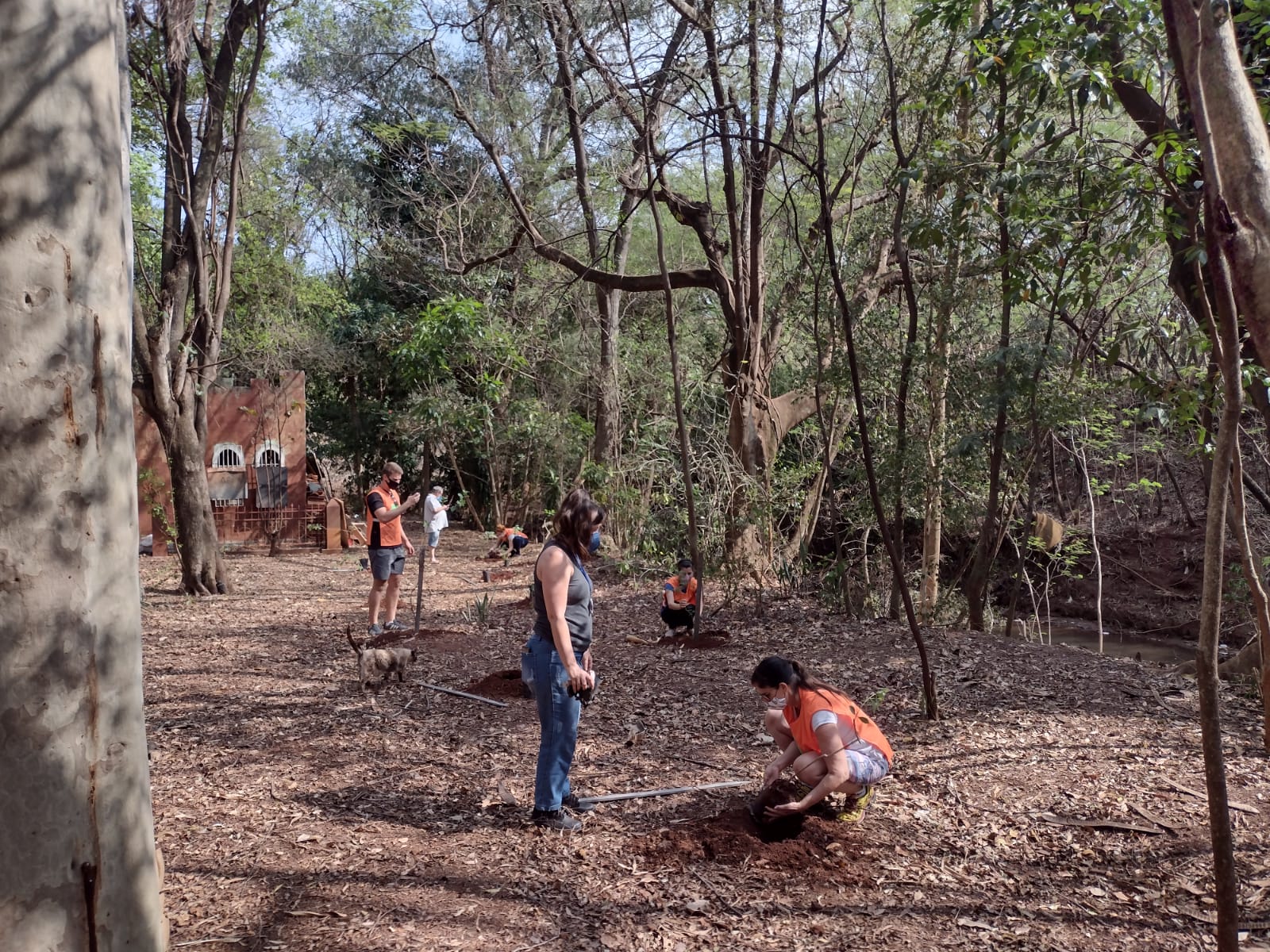 'MÊS DA ÁRVORE': PREFEITURA REALIZA PLANTIO DE ÁRVORES NO HORTO