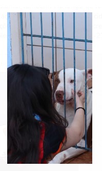 CUIDADEMIM? Vários animaizinhos agora tem um lar!