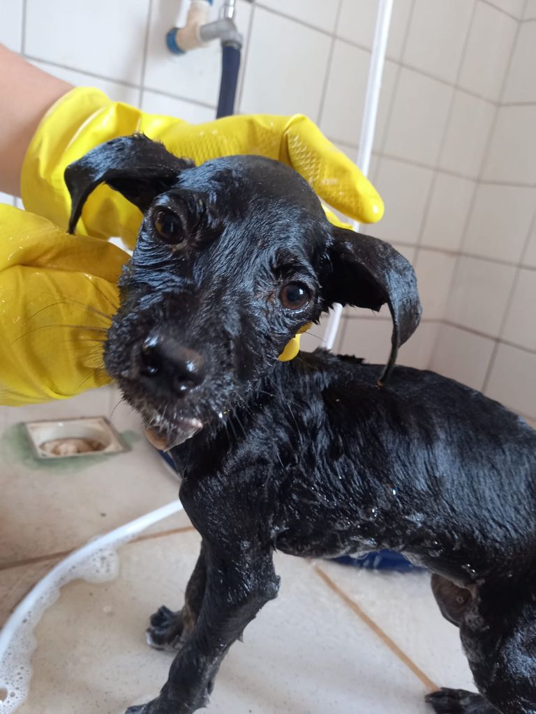 CÃO É ENCONTRADO ABANDONADO EM ESTADO DE SOFRIMENTO