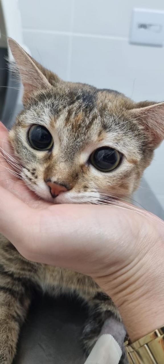 18 GATAS SÃO CASTRADAS NUM ÚNICO DIA