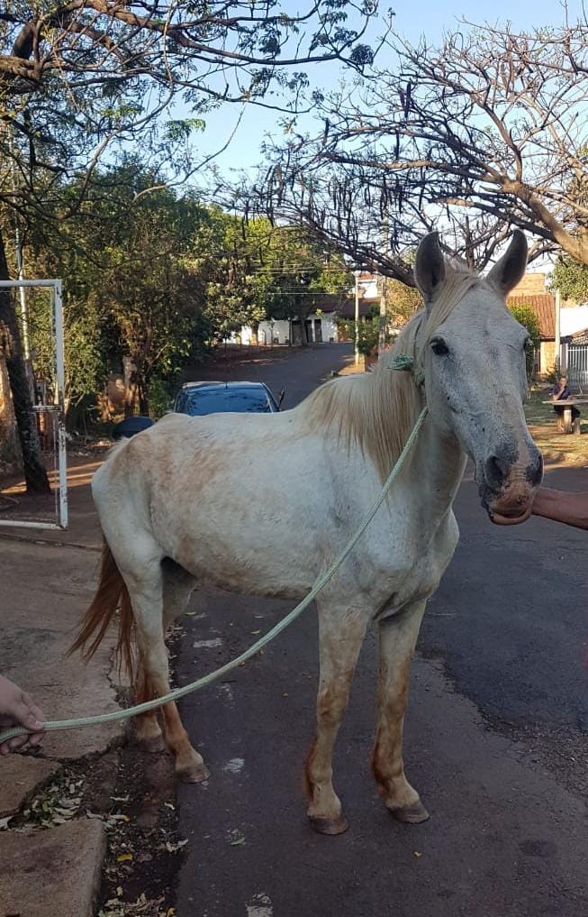 SECRETARIA RESGATA CAVALO E ÉGUA