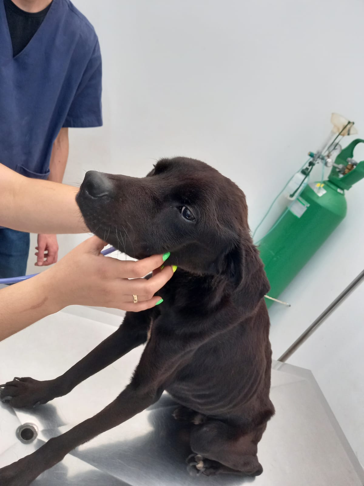 ANIMAL APRESENTANDO MAGREZA EXTREMA É RESGATADO