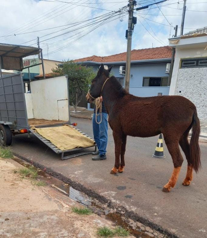MULA E BURRO SÃO RESGATADOS DA RUA
