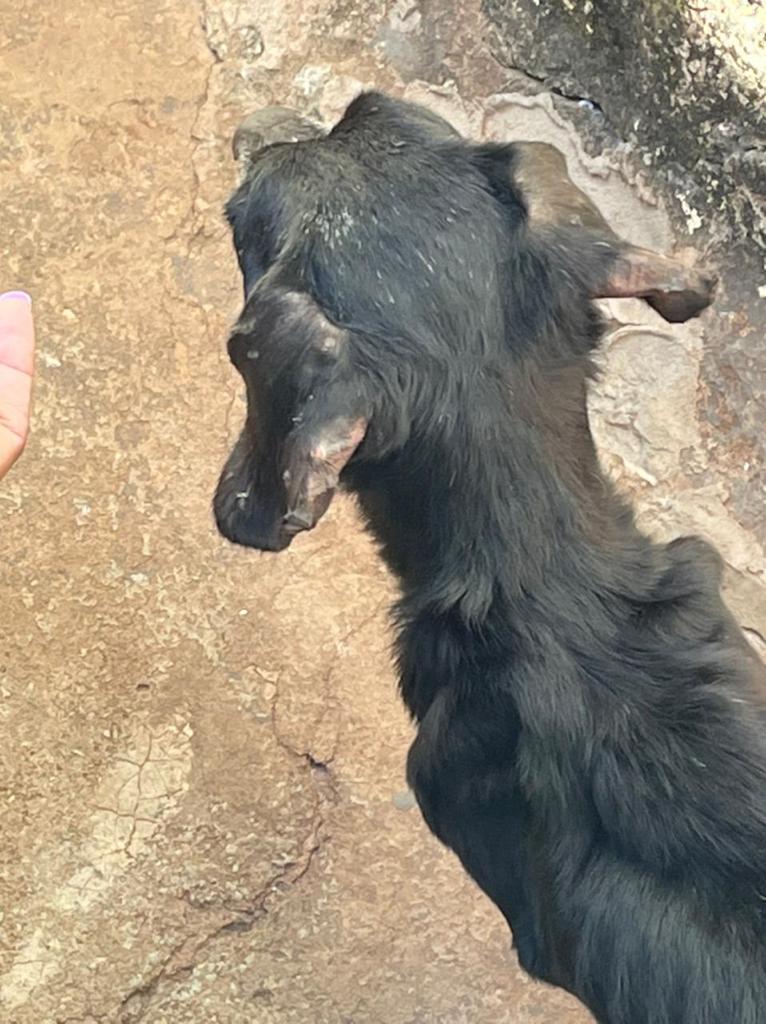 SECRETARIA RECOLHE CÃO DEBILITADO COM SUSPEITA DE MAUS-TRATOS