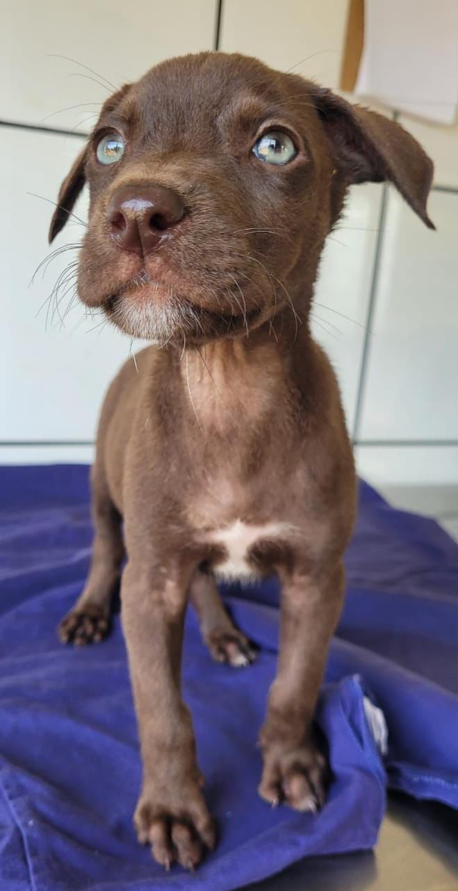 PALESTRA NO CANIL MUNICIPAL ABORDA GUARDA RESPONSÁVEL E MAUS-TRATOS