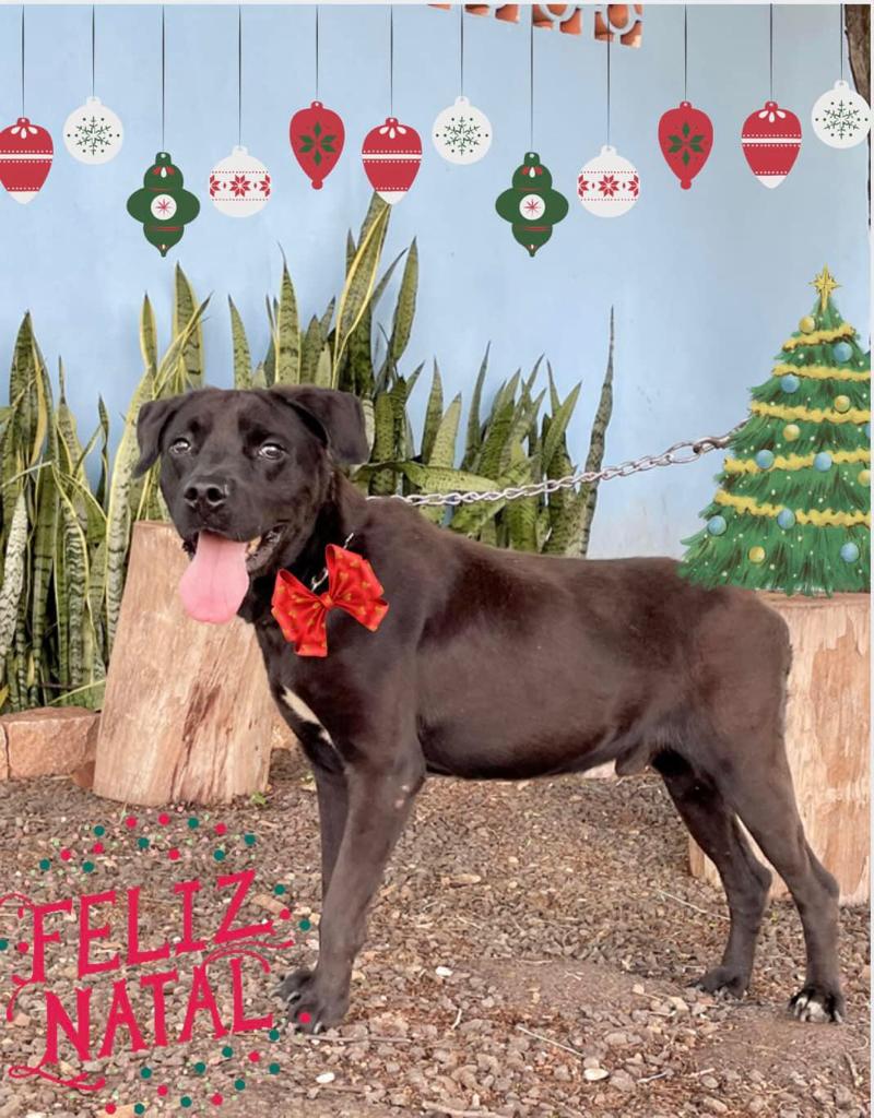 NATAL NO CANIL MUNICIPAL TEM CAMPANHA DE ADOÇÃO