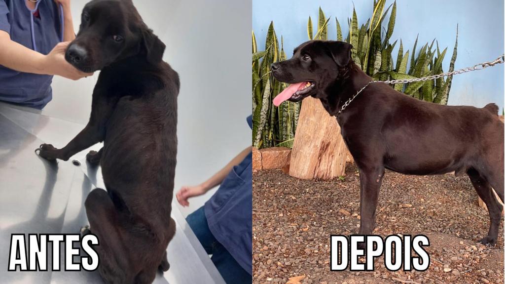 CHEGOU O NATAL NO CANIL MUNICIPAL – PETS ESPERAM TUTORES AMIGOS