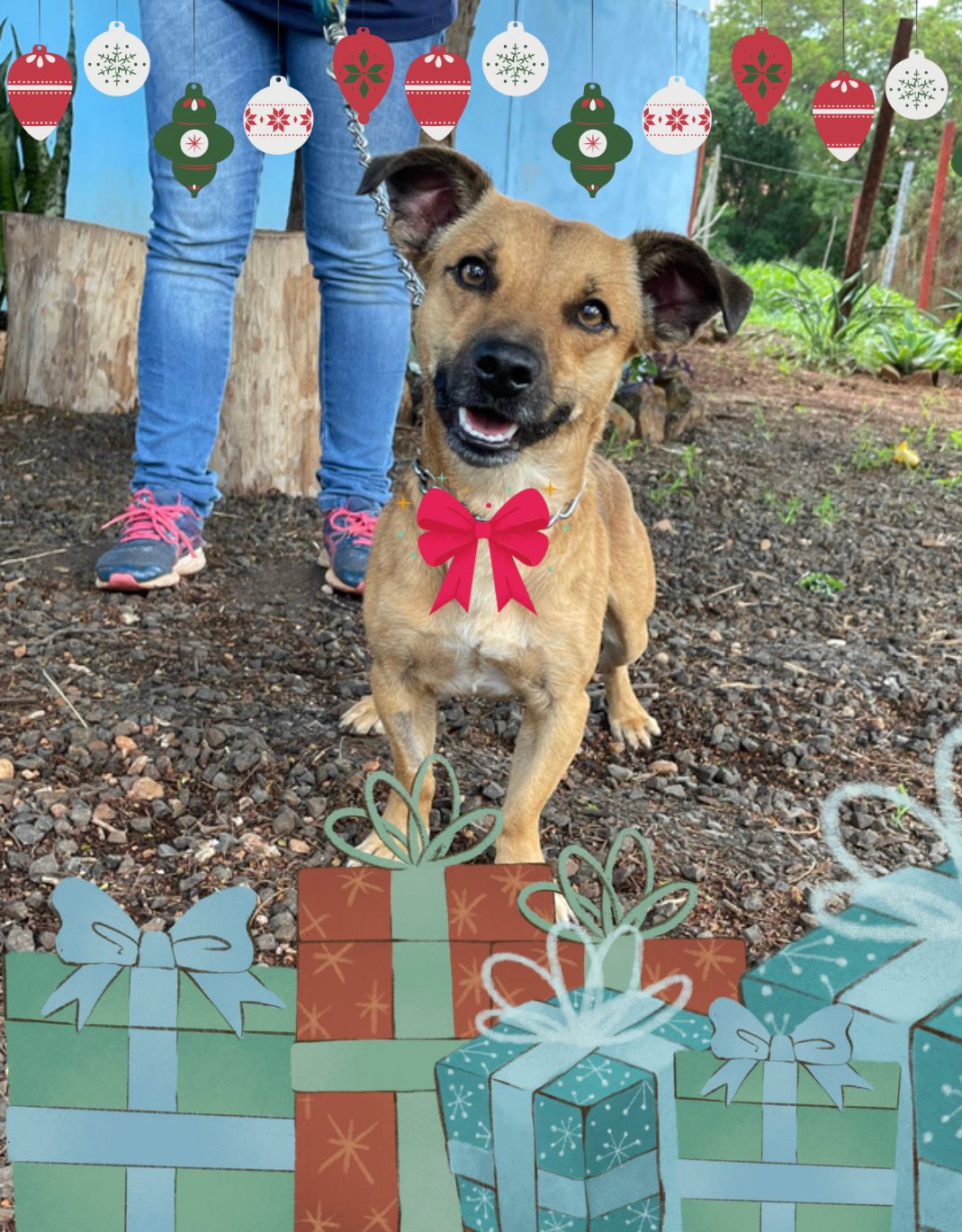 CHEIO DE CHARME, TAMPINHA ESTÁ PRONTO PARA MUDANÇA