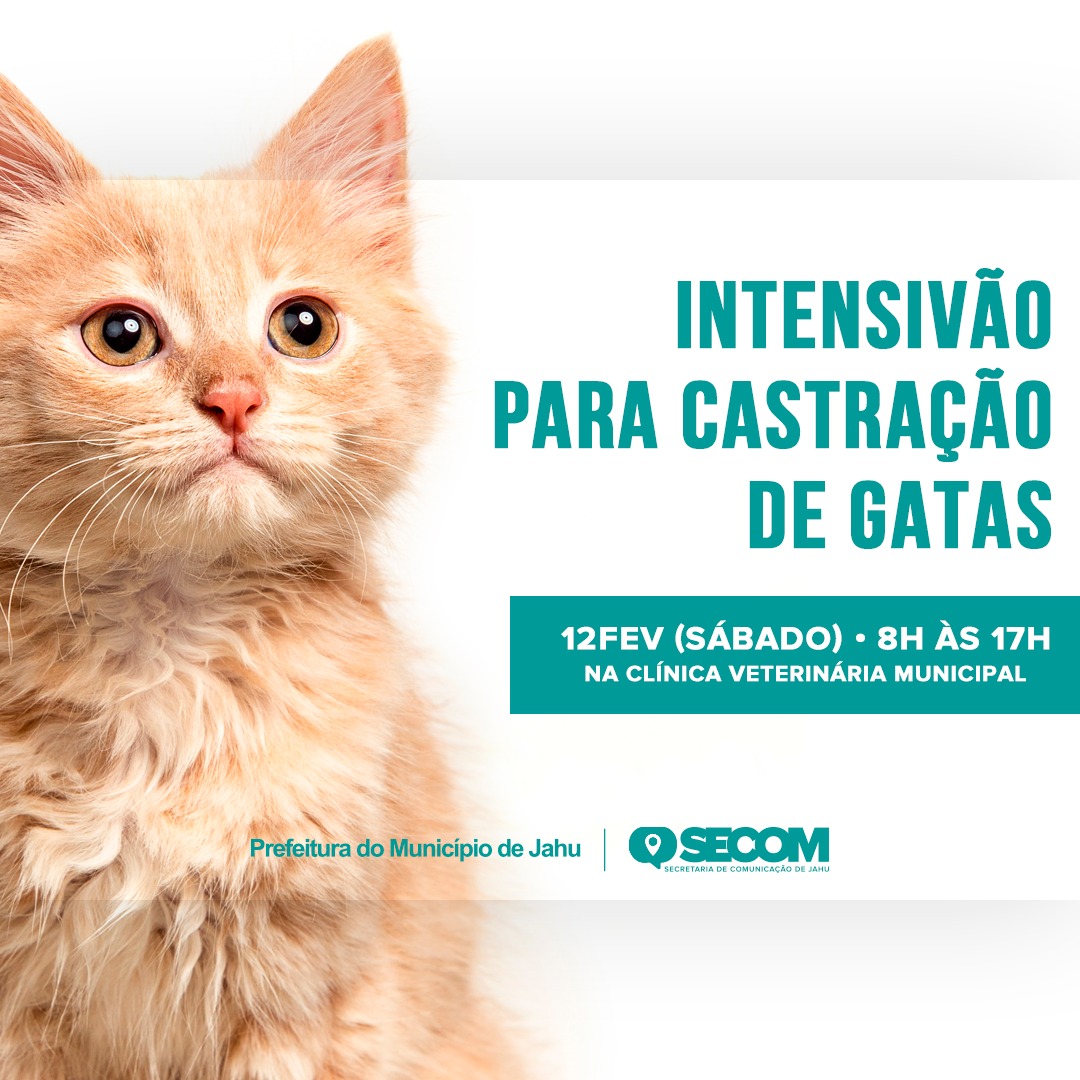 SECRETARIA DE PROTEÇÃO ANIMAL FAZ INTENSIVÃO PARA CASTRAÇÃO DE GATAS