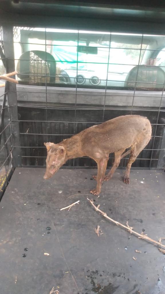 ANIMAL RESGATADO EM ESTADO GRAVE POR QUEIMADURAS É INTERNADO
