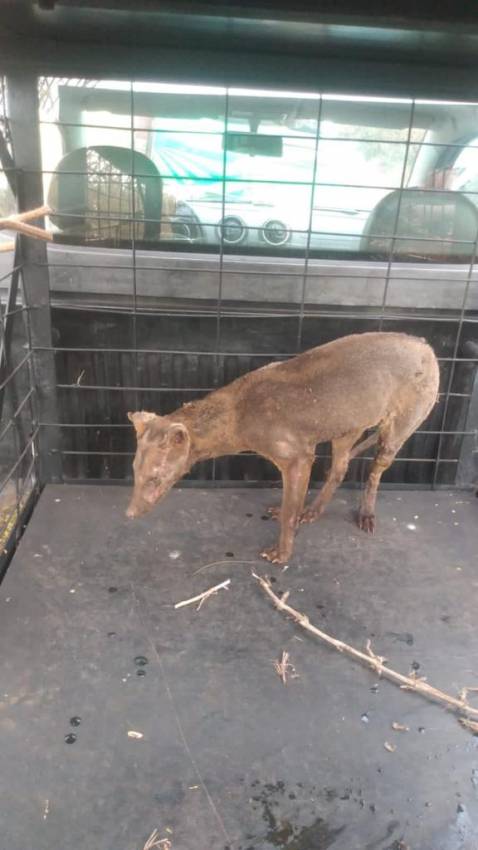 ANIMAL RESGATADO EM ESTADO GRAVE POR QUEIMADURAS É INTERNADO