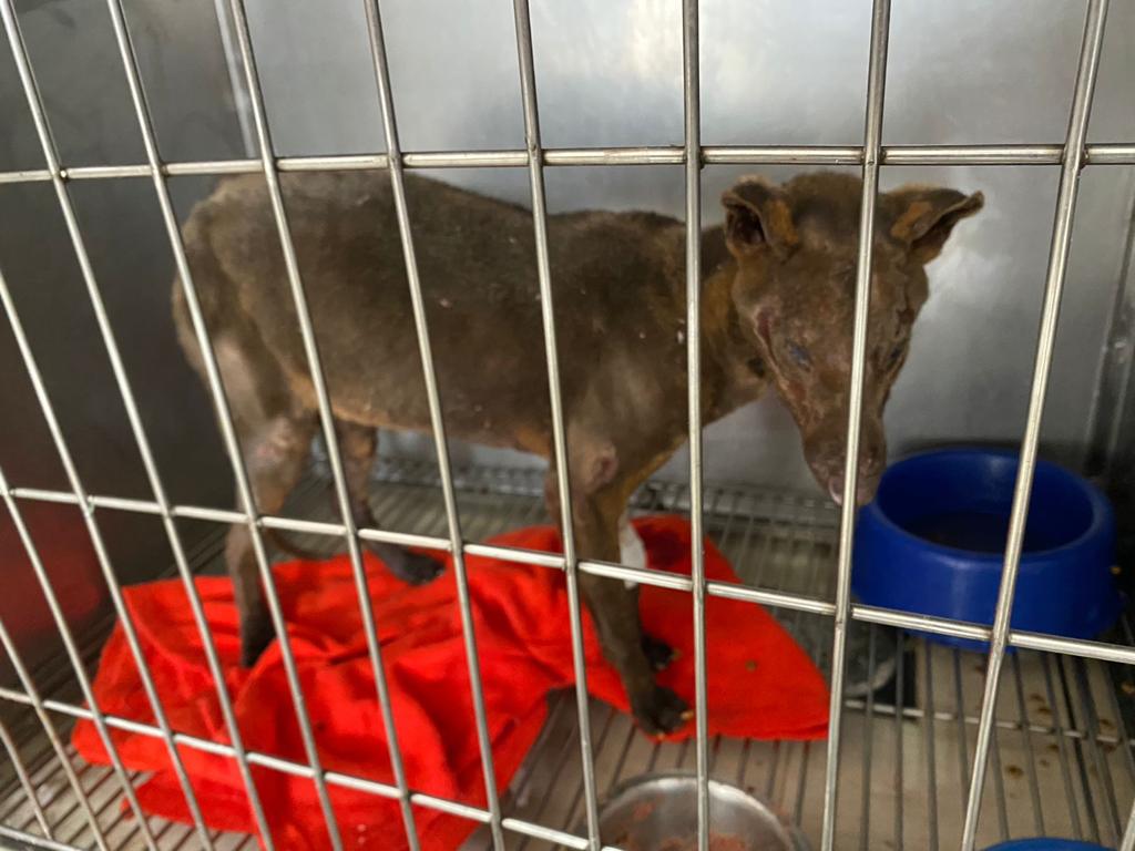 ANIMAL FERIDO EM INCÊNDIO SEGUE INTERNADO SEM PREVISÃO DE ALTA