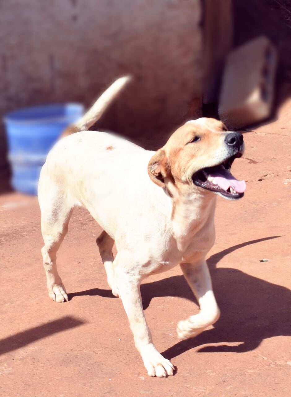 SOBREVIVENTE DE ATROPELAMENTO ESTÁ PRONTO PARA ADOÇÃO