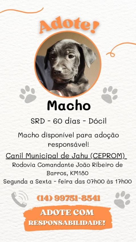 FILHOTES ESTÃO DISPONÍVEIS À ADOÇÃO  