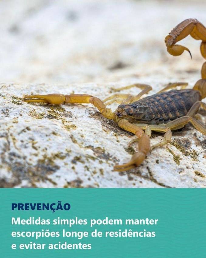 ENTULHO ACUMULADO POTENCIALIZA APARECIMENTO DE ESCORPIÕES