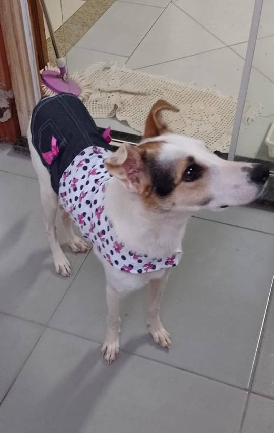APÓS ABANDONO E REABILITAÇÃO CAHORRA É ADOTADA