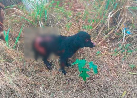 MORRE ANIMAL RESGATADO APÓS INCÊNDIO