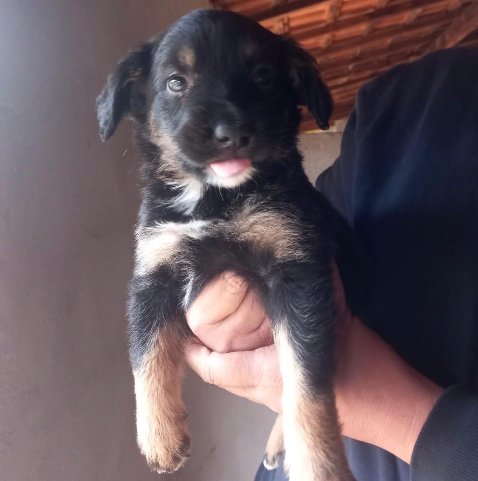 CANIL DISPONIBILIZA FILHOTES PARA ADOÇÃO RESPONSÁVEL