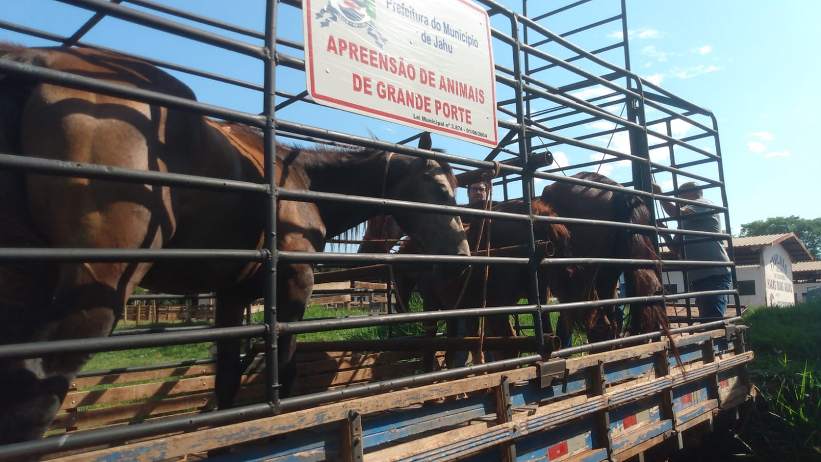 CINCO CAVALOS SÃO RETIRADOS DE VIAS PÚBLICAS