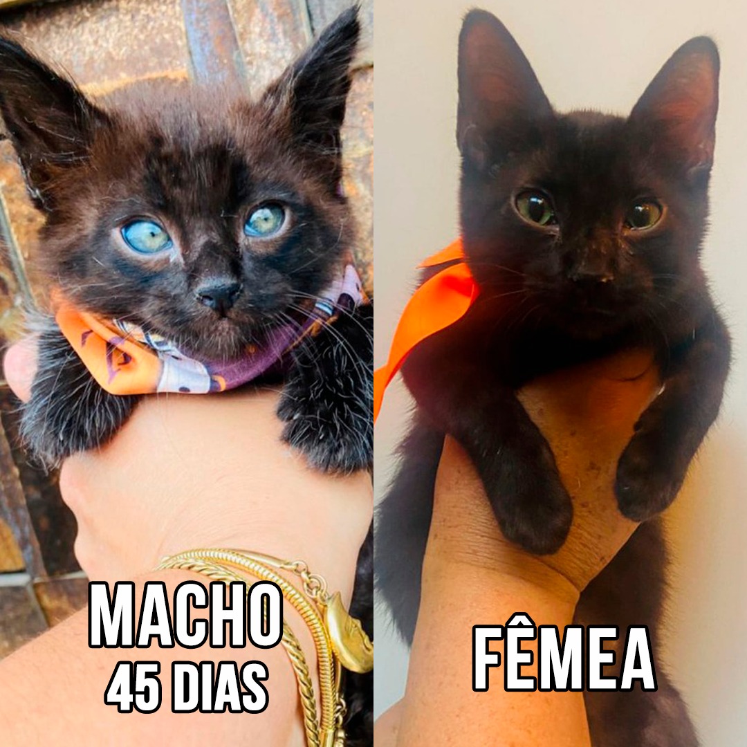 GATINHOS SUPER FOFOS PARA ADOÇÃO RESPONSÁVEL