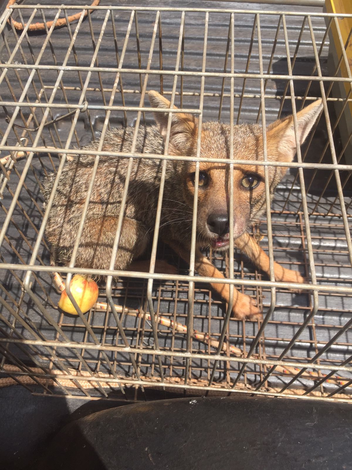 CACHORRA-DO-MATO RESGATADA SEGUE MONITORADA