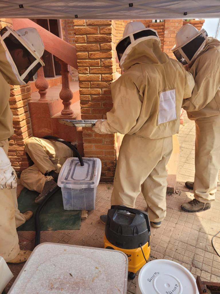 GRANDE ENXAME DE ABELHAS É RETIRADO NA AVENIDA BRASIL