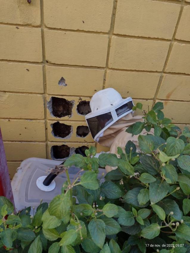 ABELHAS SÃO RETIRADAS DE MURO DE ESCOLA  