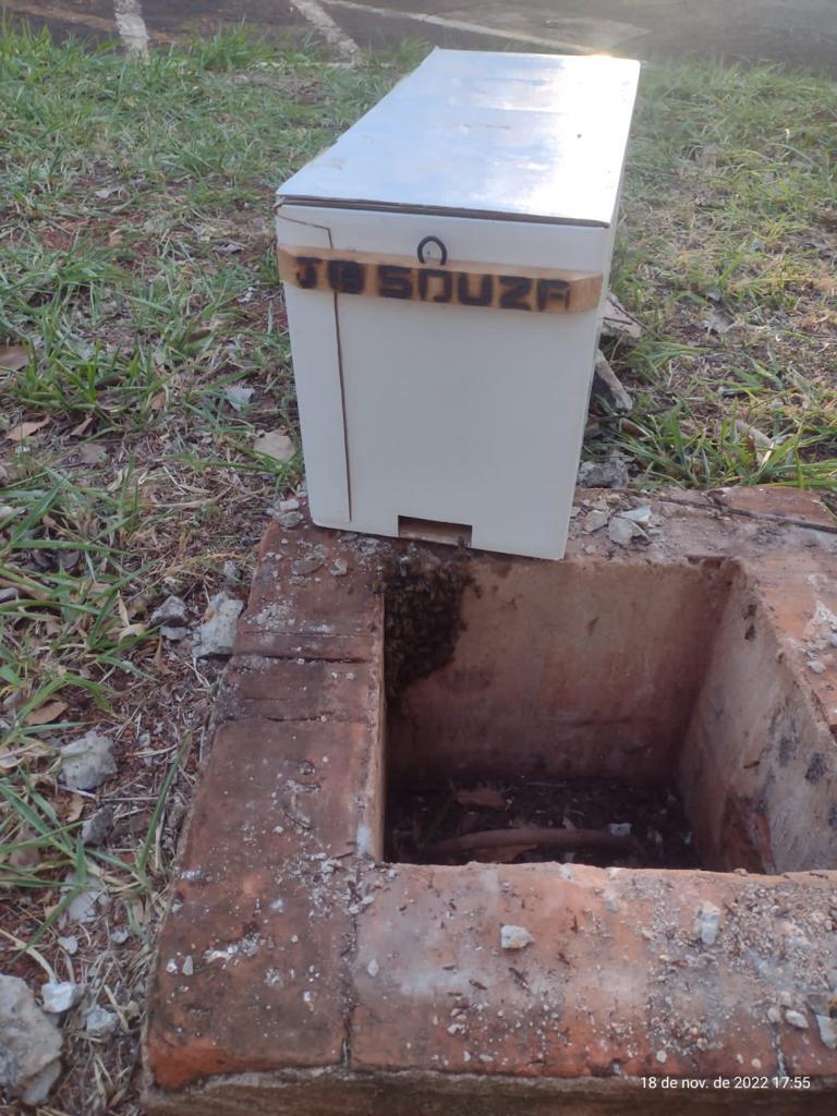 ABELHAS SÃO RETIRADAS DE CAIXA DE ENERGIA ELÉTRICA