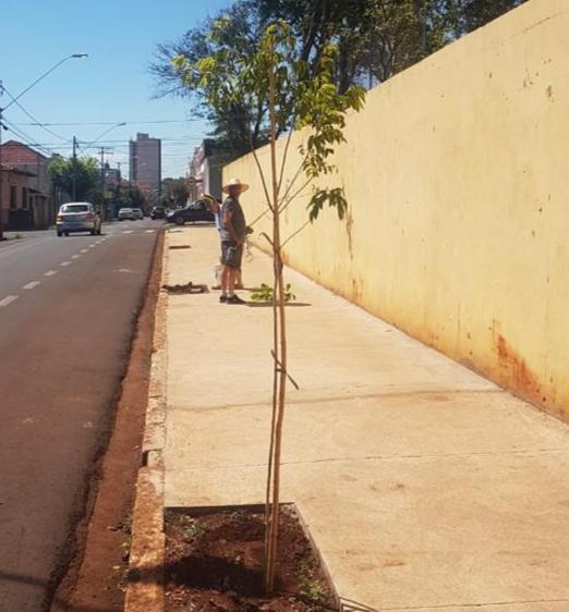 MUDAS DE ÁRVORES SÃO PLANTADAS EM CALÇADA DE ESCOLA