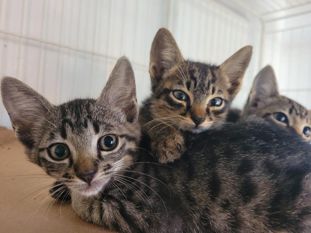 CÃES E GATOS PARA ADOÇÃO RESPONSÁVEL