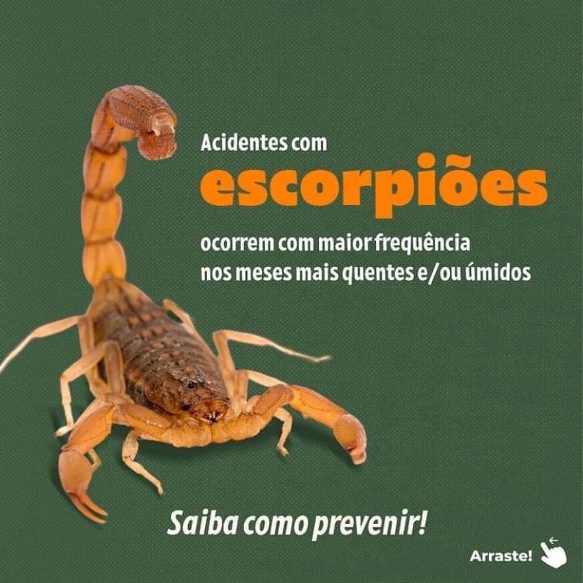 COMBATE A ESCORPIÕES