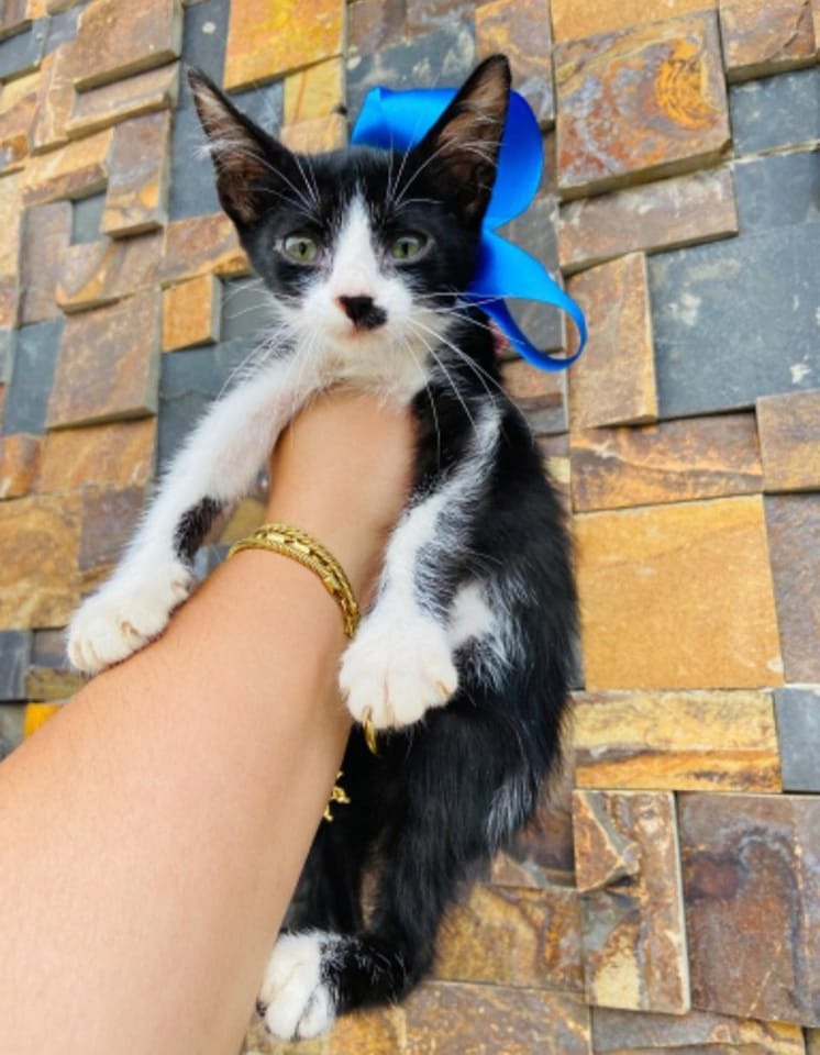LINDO BEBÊ MACHINHO PARA ADOÇÃO RESPONSÁVEL