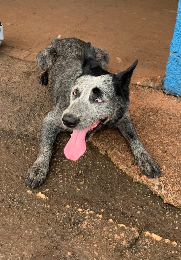 CACHORRO DA RAÇA BLUE HEELER APARECE NO CEPROM