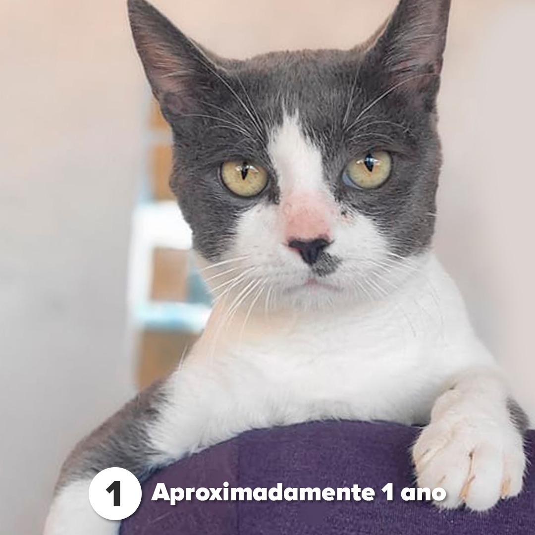 GATINHOS PARA ADOÇÃO RESPONSÁVEL