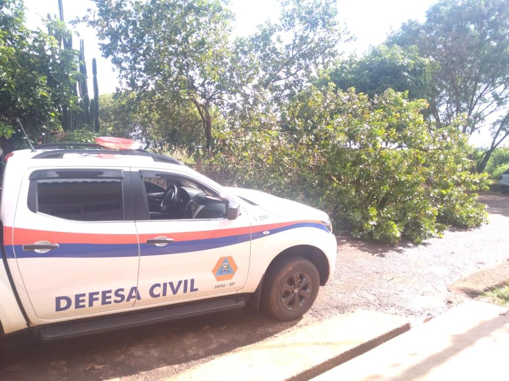 ÁRVORE É RETIRADA APÓS CAIR E OBSTRUIR VIA