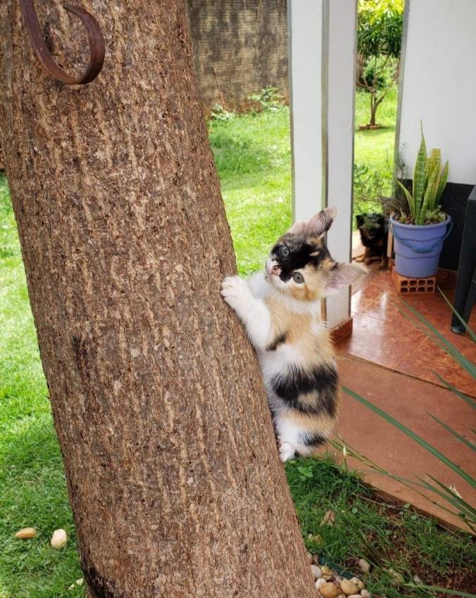 ALERTA DE FOFURA