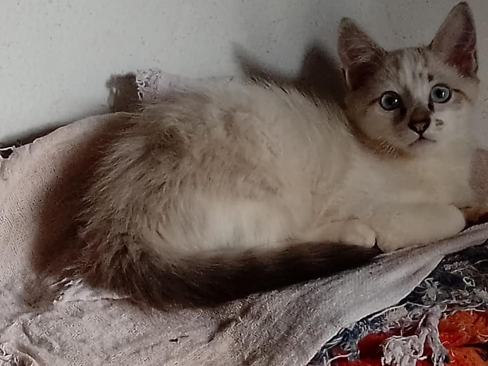 GATINHOS LINDOS E DÓCEIS PARA ADOÇÃO RESPONSÁVEL