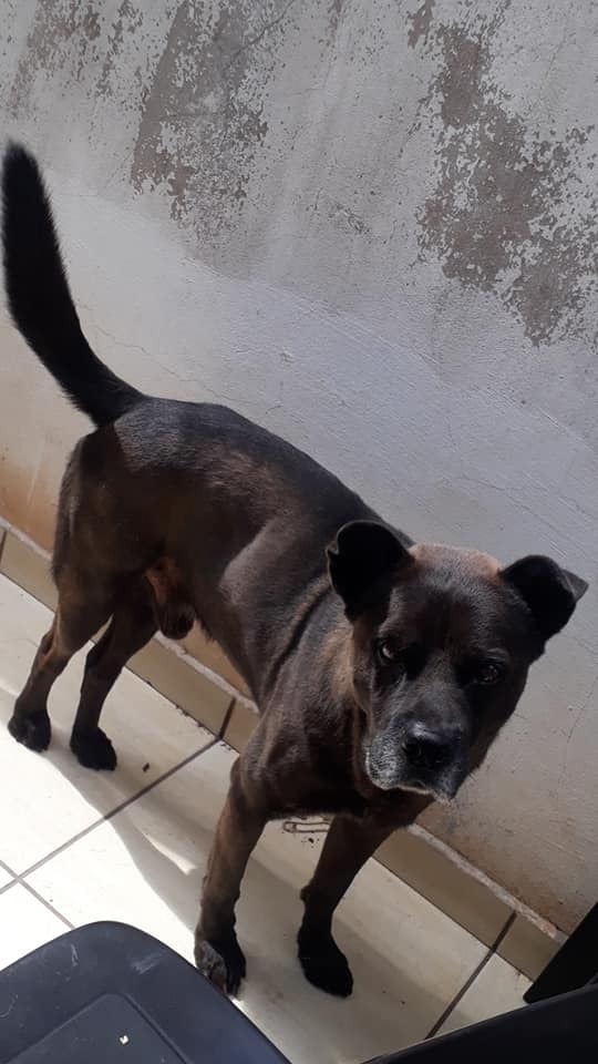 THOR ESTÁ DISPONÍVEL PARA ADOÇÃO RESPONSÁVEL