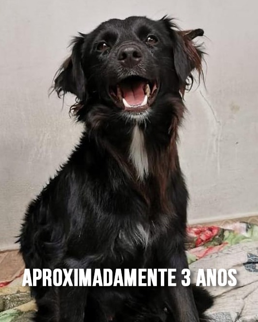 CÃO ADULTO E FILHOTES PARA ADOÇÃO RESPONSÁVEL