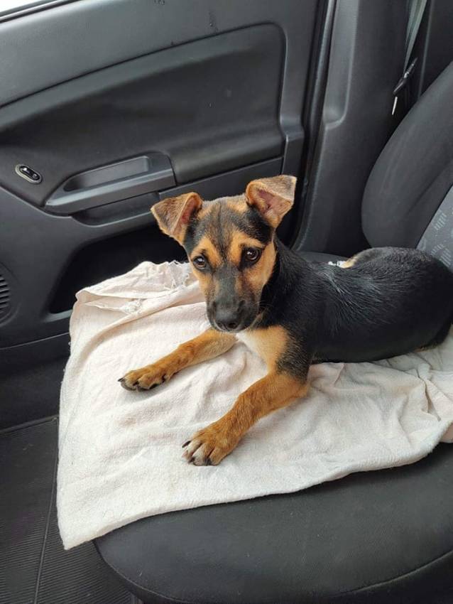 CACHORRA FILHOTE PARA ADOÇÃO RESPONSÁVEL
