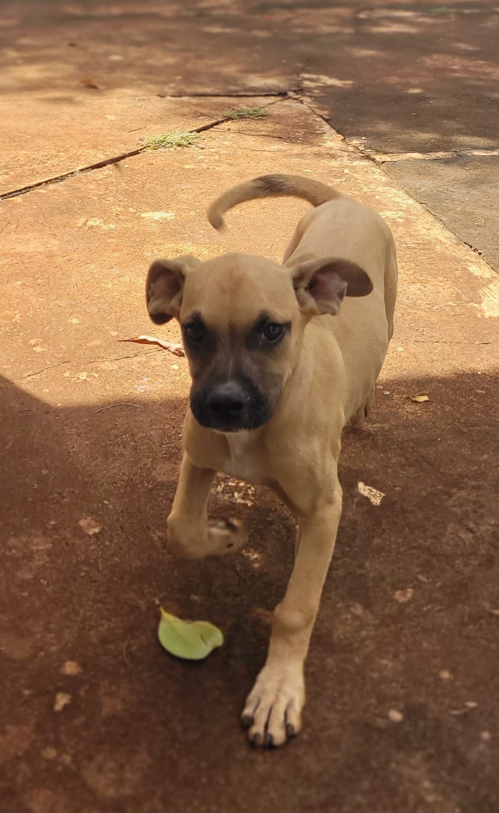 FOFURA ALÉM DA CONTA PARA ADOÇÃO RESPONSÁVEL