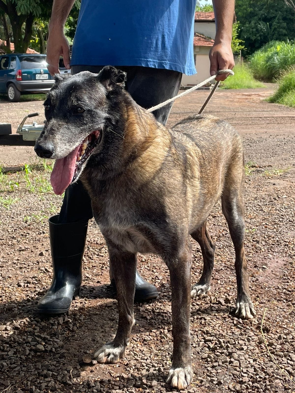 PASTOR BELGA MALINOIS E MESTIÇO DE CHOW-CHOW PARA ADOAÇÃO RESPONSÁVEL