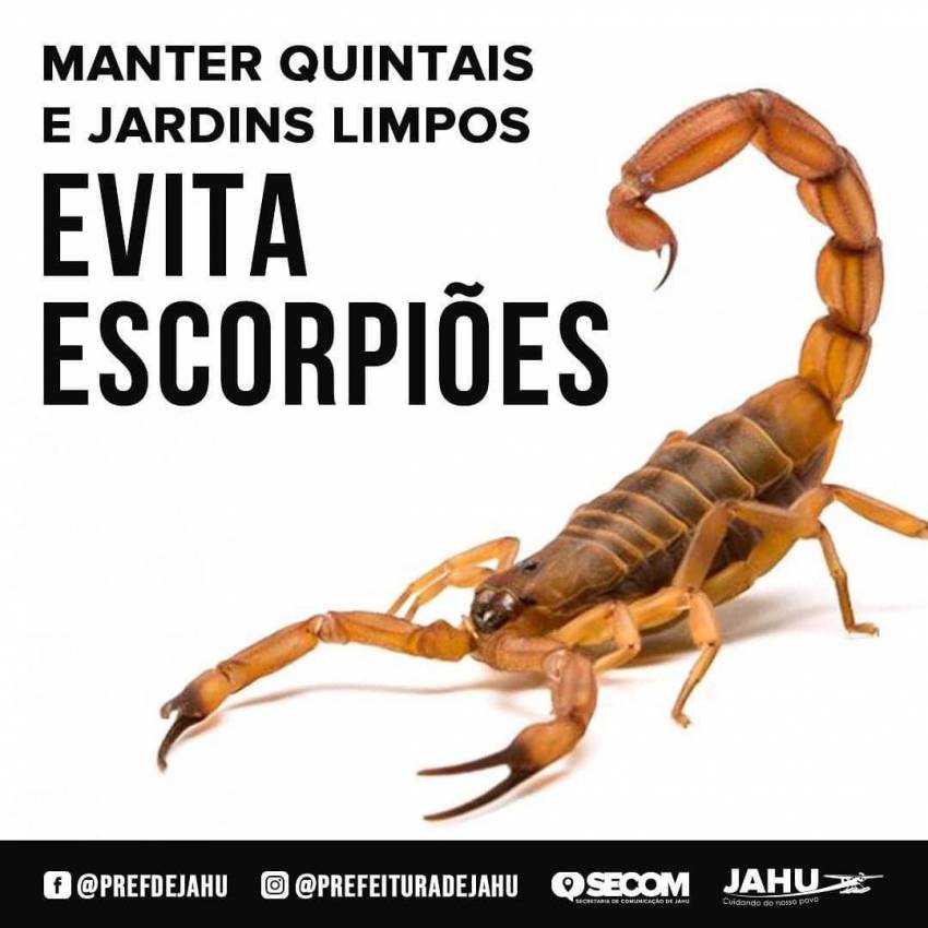 ENTULHO ACUMULADO POTENCIALIZA APARECIMENTO DE ESCORPIÕES